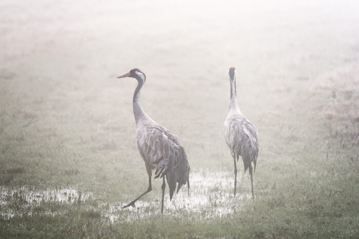 Jeřáb popelavý (Grus grus) - Lanškrounsko
